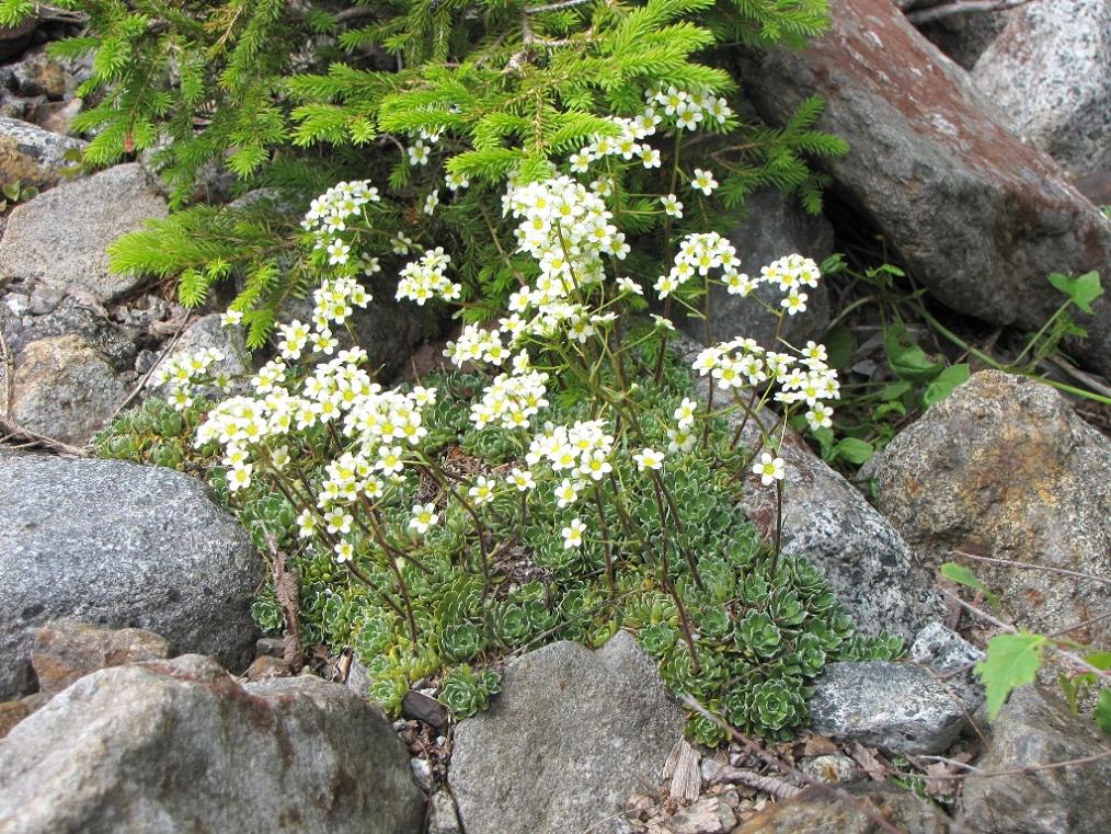 Saxifraga paniculata
